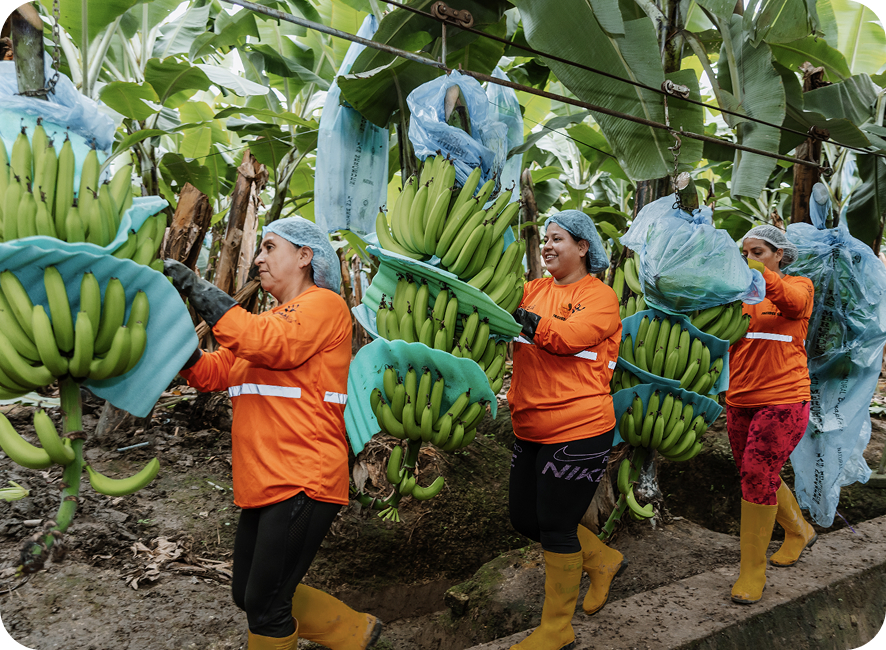 Cultivo y cosecha de banano