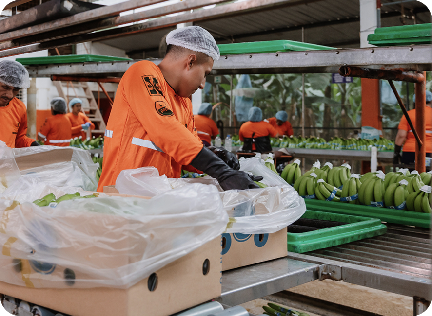 Empaquetado y logística de exportación