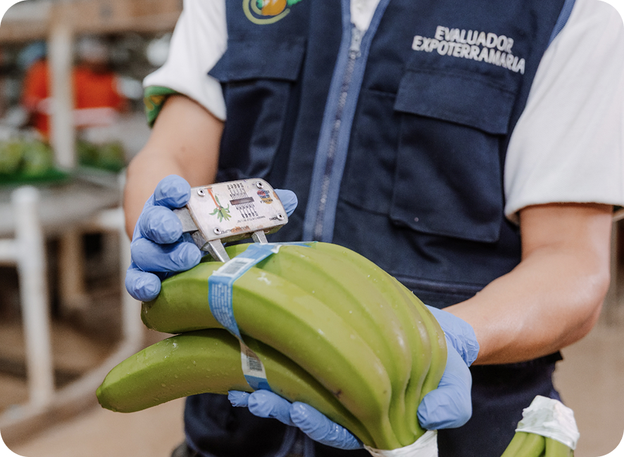 Selección y control de calidad del banano